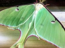 Luna Moth Ransomware