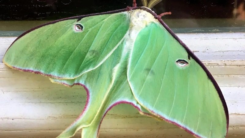 Luna Moth Ransomware